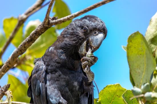 canva black parrot MAEJkLpULoE