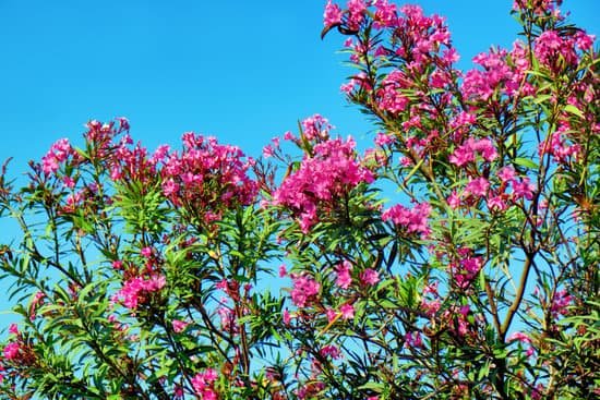 canva blooming oleander bush against blue sky on sunny day MAD9TzXUn9k