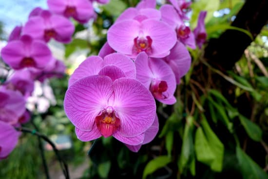 canva blooming orchid flowers in the garden MAEOd3DQmrA