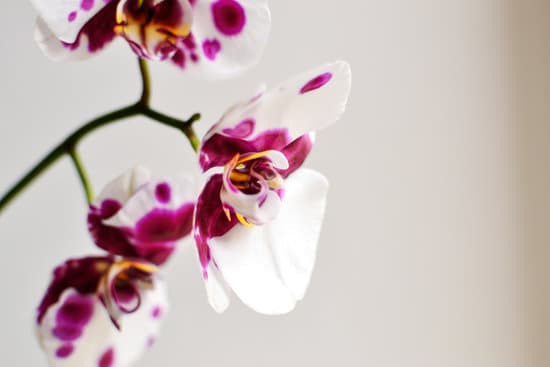 canva blooming orchid on a white background MAENXTPc 2g