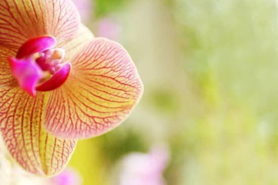 canva blooming orchid on blurred background MAD Q7k MrA