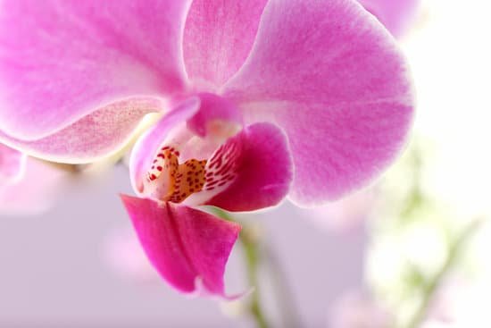 canva blooming orchid on light background MAD Q4eJdJU