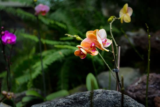 canva blooming orchids in a botanical garden