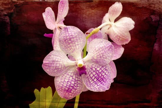 canva blooming pink orchid MAEIY1N0wmQ