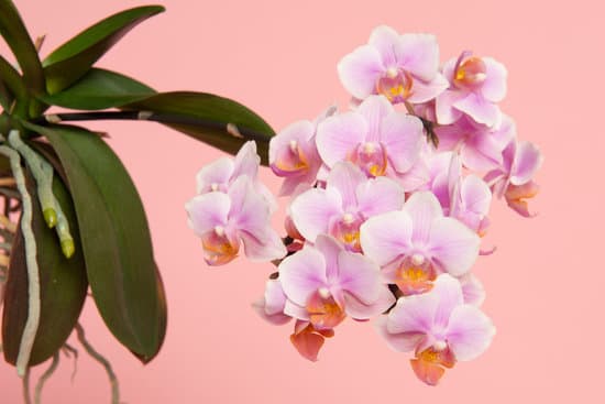 canva blooming pink orchids with green leaves on a pink background MAEP h2iicw