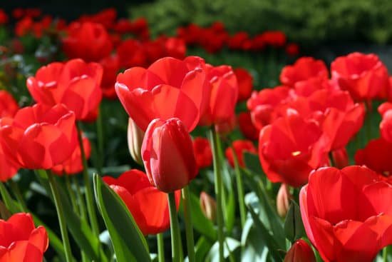 canva blooming red tulips MAD MSr OD8