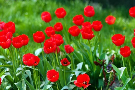 canva blooming red tulips in the field MAD MYCILHM