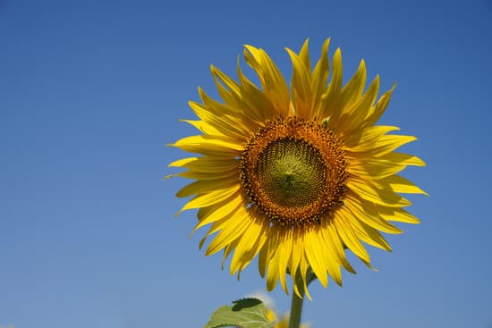 canva blooming sunflower against the sky MAEP 7BblHI