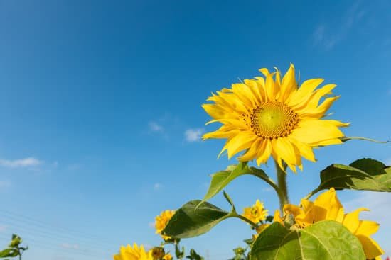 canva blooming sunflower farm