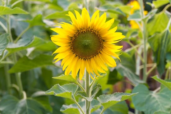 canva blooming sunflower in a field MAESbTUhk2s