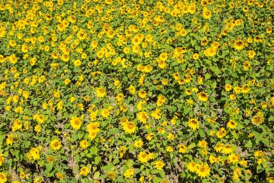 canva blooming sunflowers farm MAD 21cTc9A