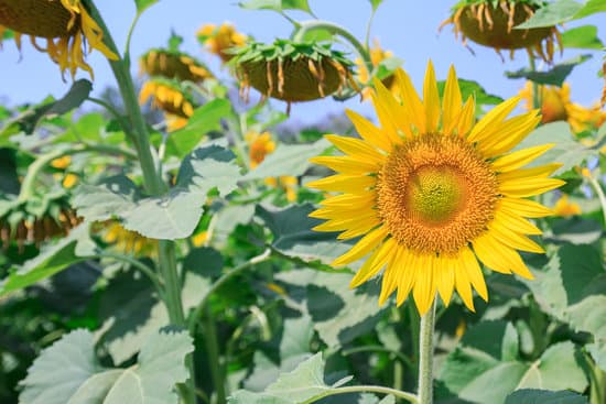 canva blooming sunflowers in a field MAESRXdcy9U