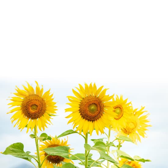 canva blooming sunflowers in sunflower field MAERG8KVFmE