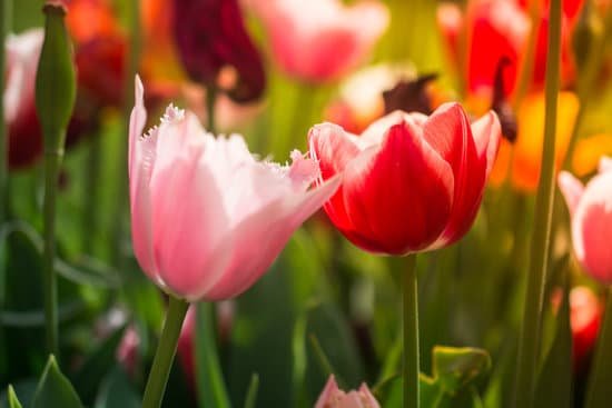 canva blooming tulips in a garden MAEF9unzOZo