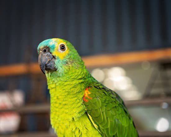 canva blue fronted amazon parrot MAEAV7n90s4