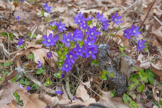 canva blue hepatica in oak and pine forest
