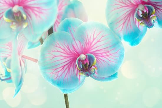 canva blue orchids with bokeh MAEAD7dVZ9o