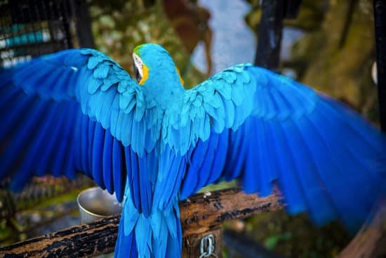 canva blue parrot MADADOEn Nc