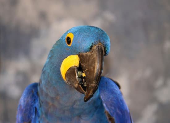 canva blue parrot MADCTEsa ao