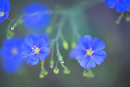 canva blue perennial geraniums MAEEihe