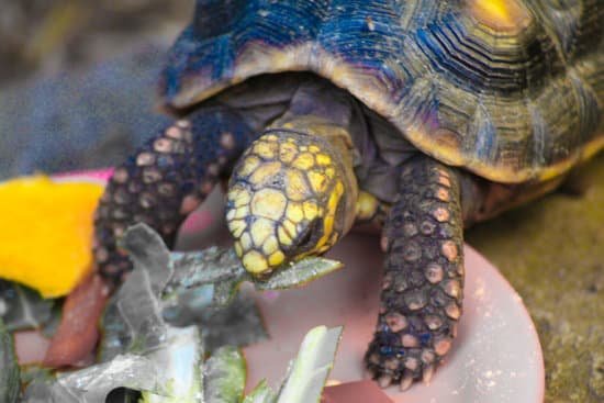 canva blue turtle MADm