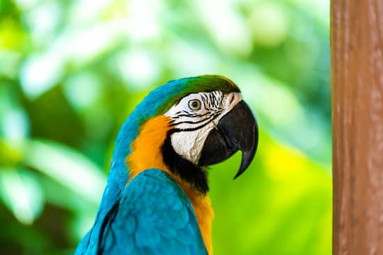 canva blue yellow parrot macaw sitting on branch MAEO0All34U
