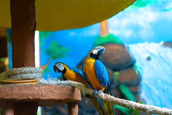 canva blue yellow parrot macaw sitting on branch MAEO0E9EYwc