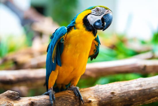 canva blue yellow parrot macaw sitting on branch MAEO0EQ3LQc