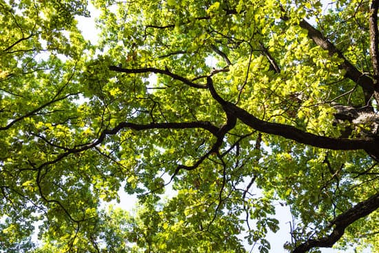 canva bottom view of branch of oak tree in forest MAESoKIZRtE