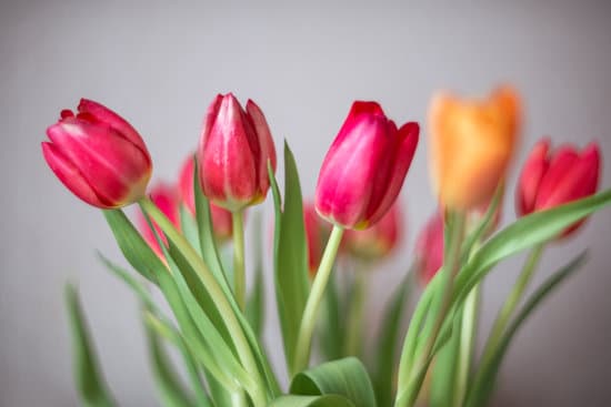 canva bouquet of colorful tulips on gray background MAEOVAEmK6s