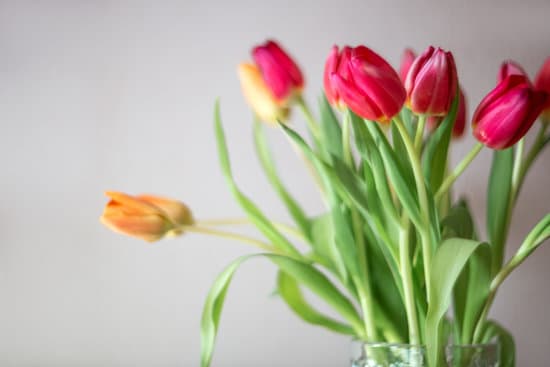 canva bouquet of colorful tulips on gray background