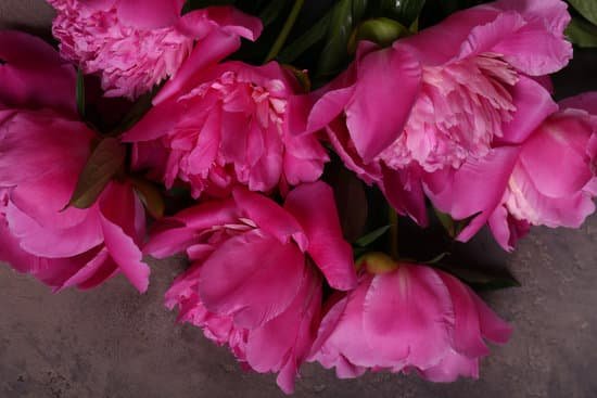 canva bouquet of fresh pink peonies MAD 3XXn6SA