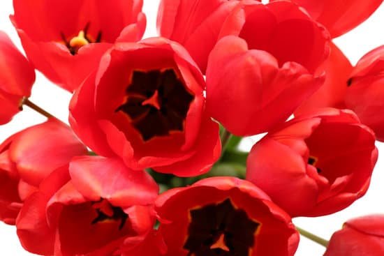 canva bouquet of fresh tulips MAD