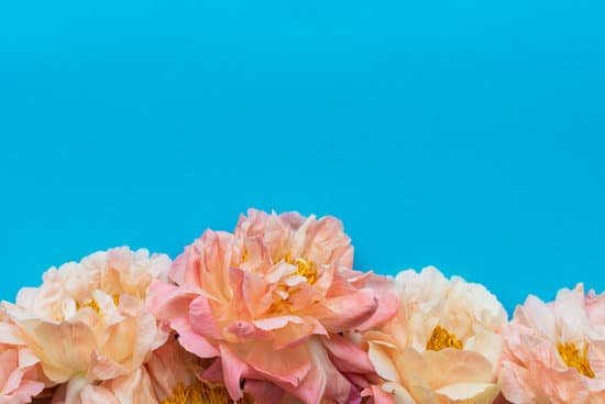 canva bouquet of peonies on blue background MAEL4MLsltQ