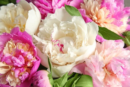 canva bouquet of pink and white peonies background MAD9bb82 Oc