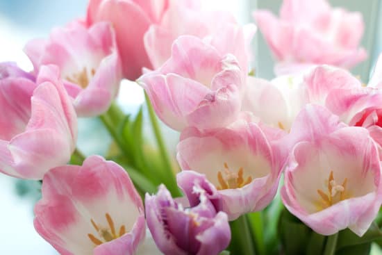 canva bouquet of pink fresh tulips on a window sill MAEN266gswU