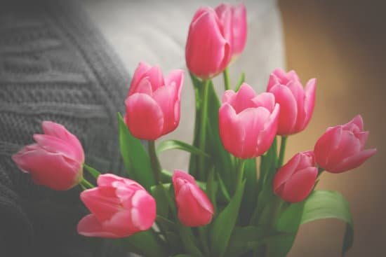 canva bouquet of pink tulips close up MAD Qq2KH0Q