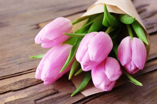 canva bouquet of pink tulips up close MAD MC3S3Qc