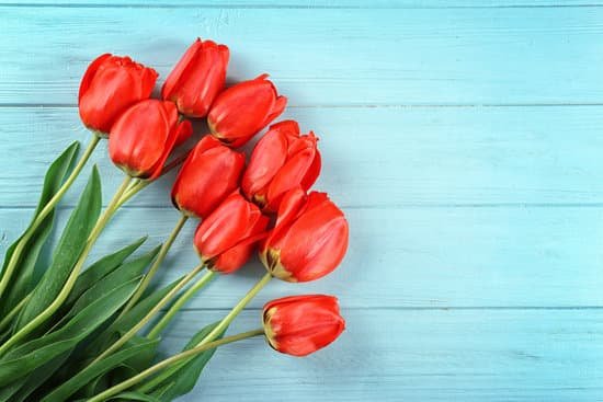 canva bouquet of red tulips