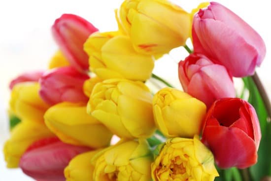 canva bouquet of tulips MAD MYH5x k