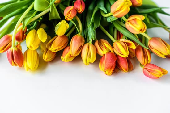 canva bouquet of tulips MAEQ8I3NrAY