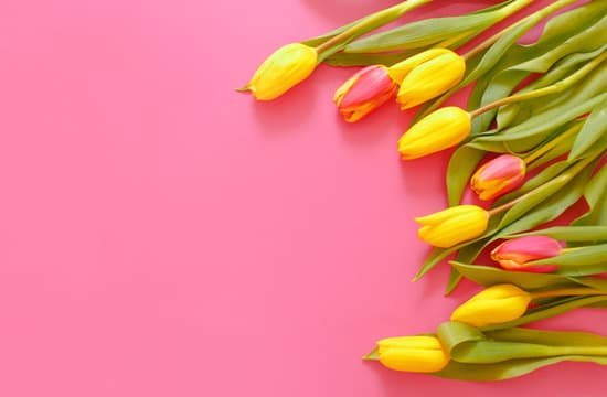 canva bouquet of tulips on a pink background MAELXLJdqAs