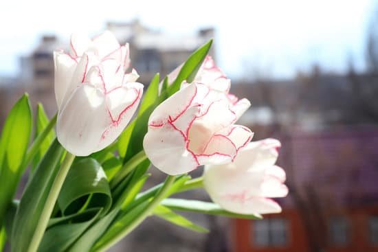canva bouquet of tulips on city blurred background MAD QsKQebw