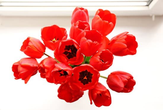 canva bouquet of tulips on windowsill MAD McTg hw