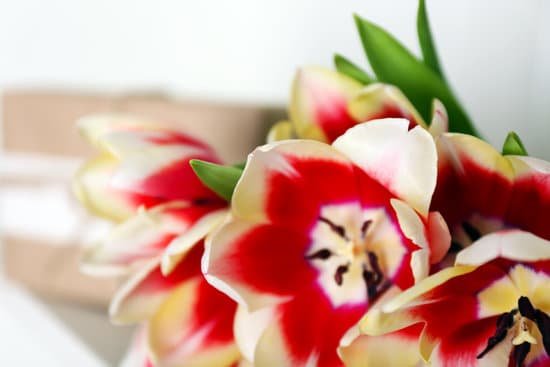 canva bouquet of variegated tulips close up MAD QhkMMyk