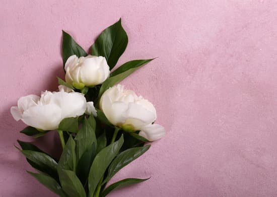 canva bouquet of white peonies on pink background MAD 3TuMOz8