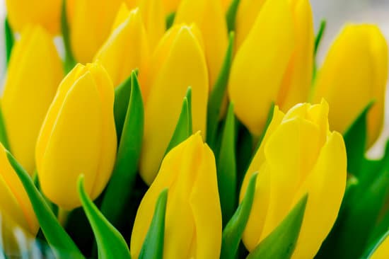 canva bouquet of yellow tulips MAESfaIbuTY