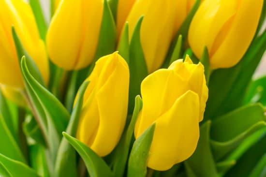 canva bouquet of yellow tulips MAESfaUwy9w