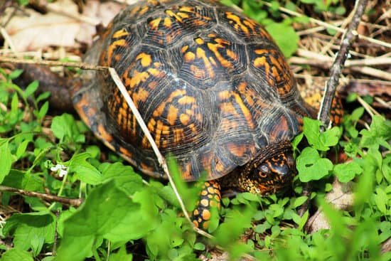 canva box turtle MAC44vRsLlA