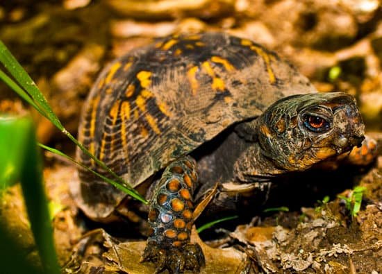 canva box turtle MADBjLyT9f8